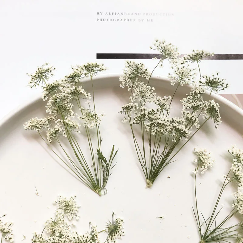 Craft Embellishment - 5-7cm/12pcs, 지점이있는 눈 작은 꽃, 말린