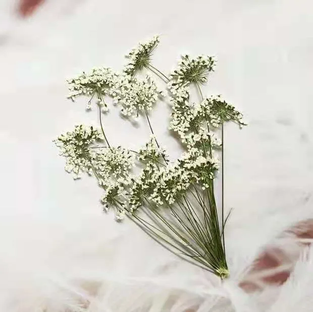 5-7cm/12pcs, 지점이있는 눈 작은 꽃, 말린  - Craft Embellishment 리뷰 및 가격