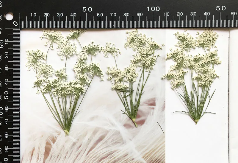 5-7cm/12pcs, 지점이있는 눈 작은 꽃, 말린  - Craft Embellishment 리뷰 및 가격